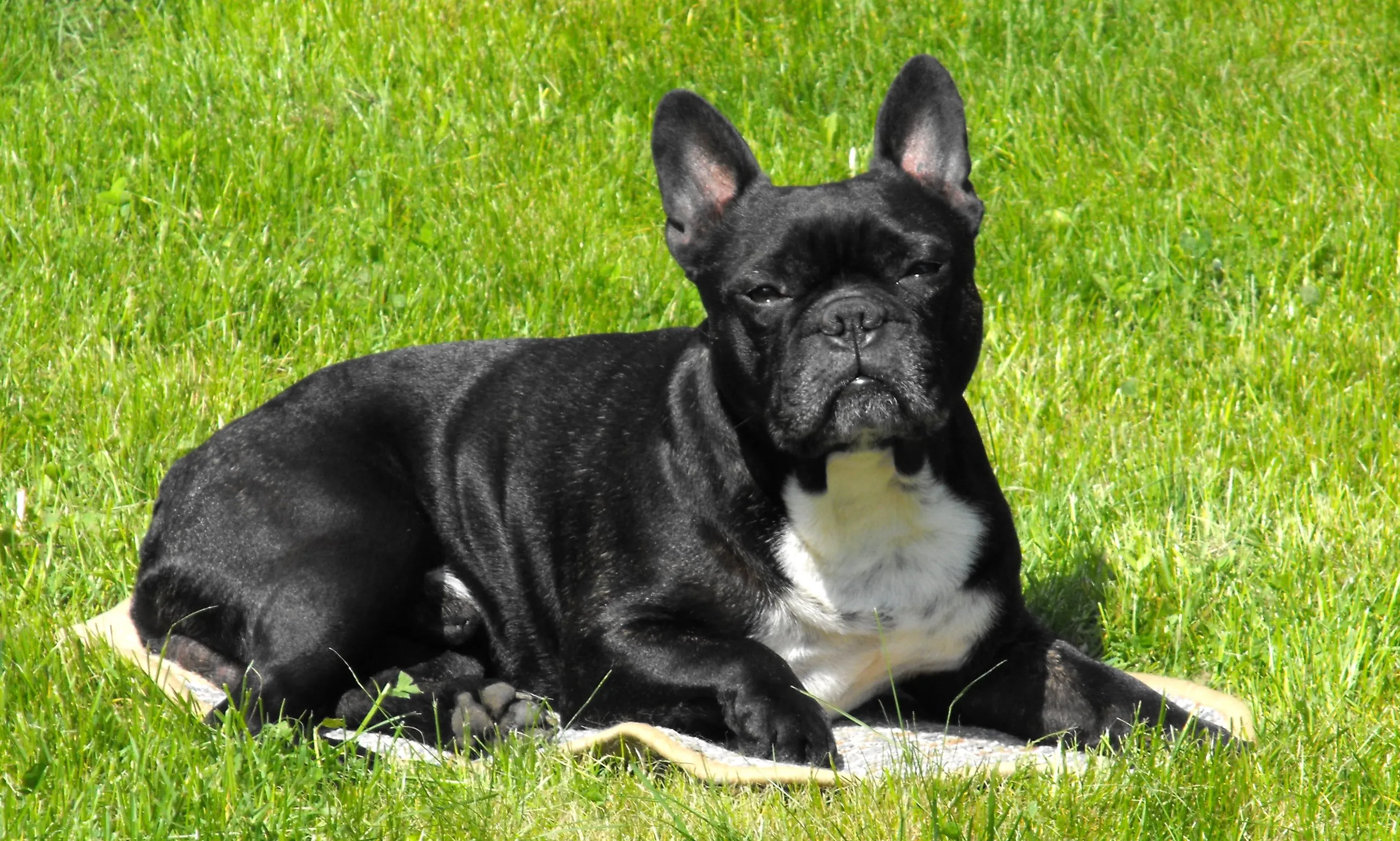 Black and white French Bulldog lies on a light surface in green grass looking forward