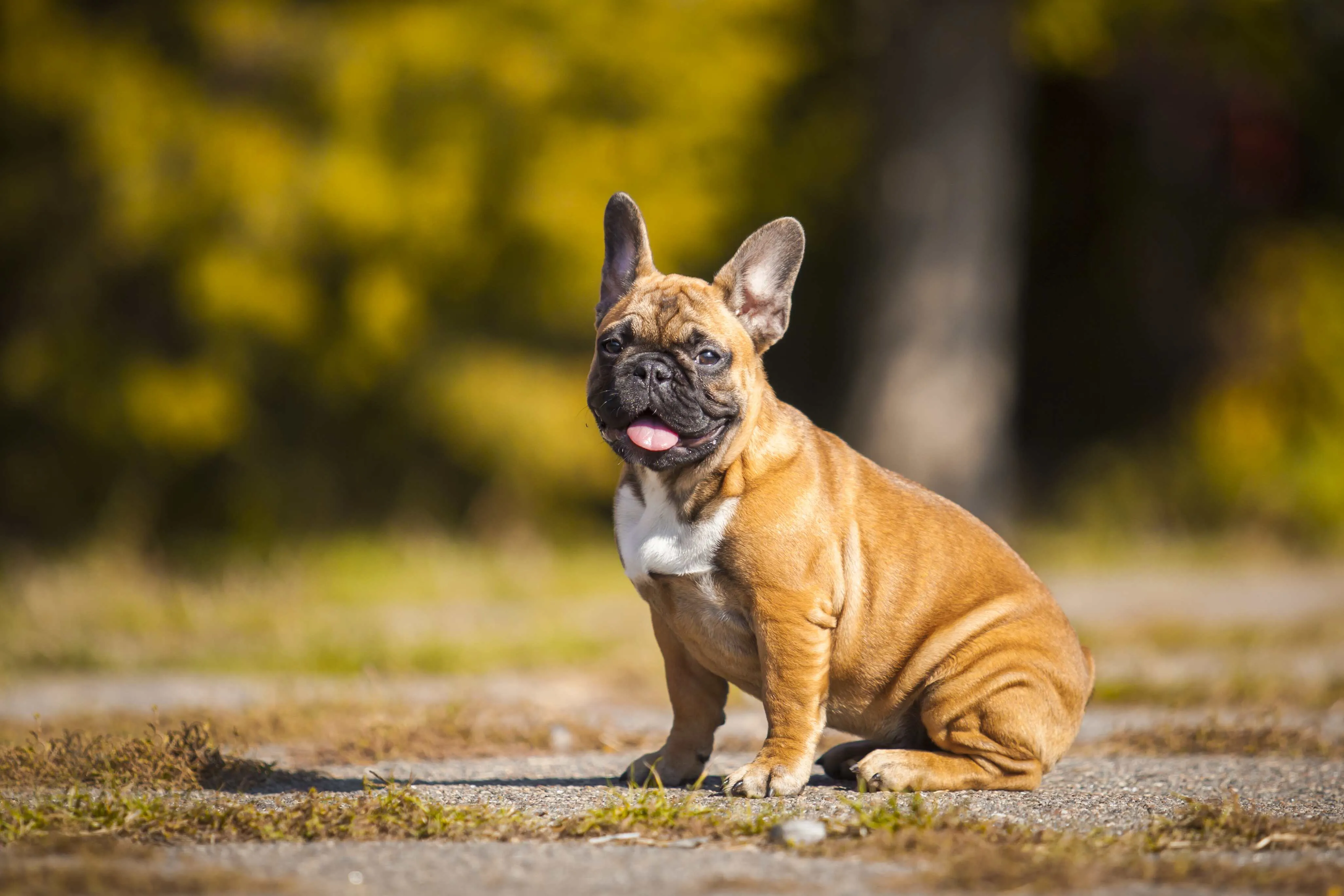 Small fawn French Bulldog puppy sits on ground looking left with tongue out