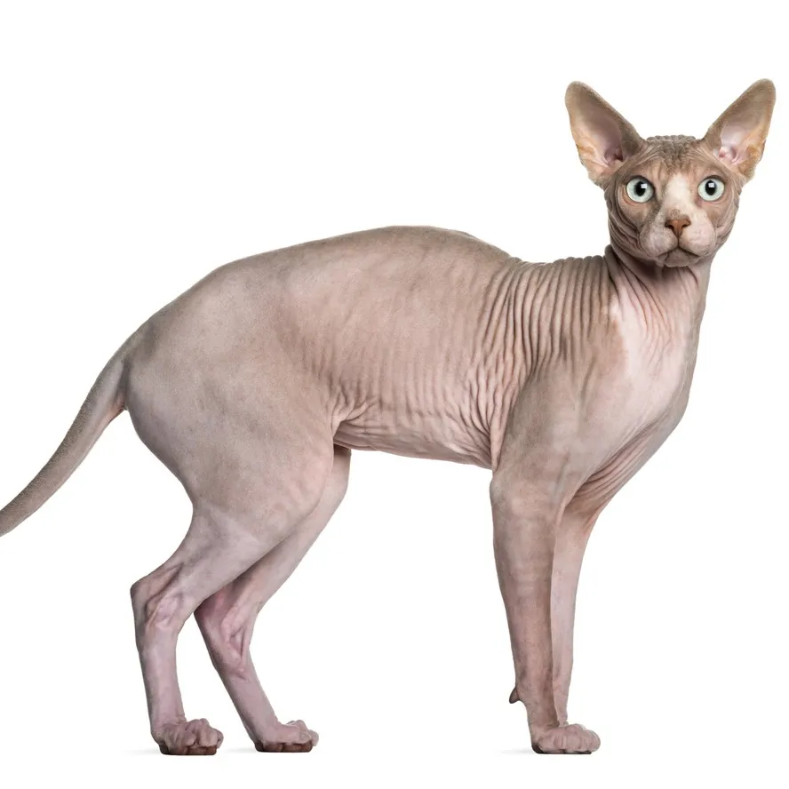 Hairless Sphynx cat with wrinkled grey and pink skin sitting