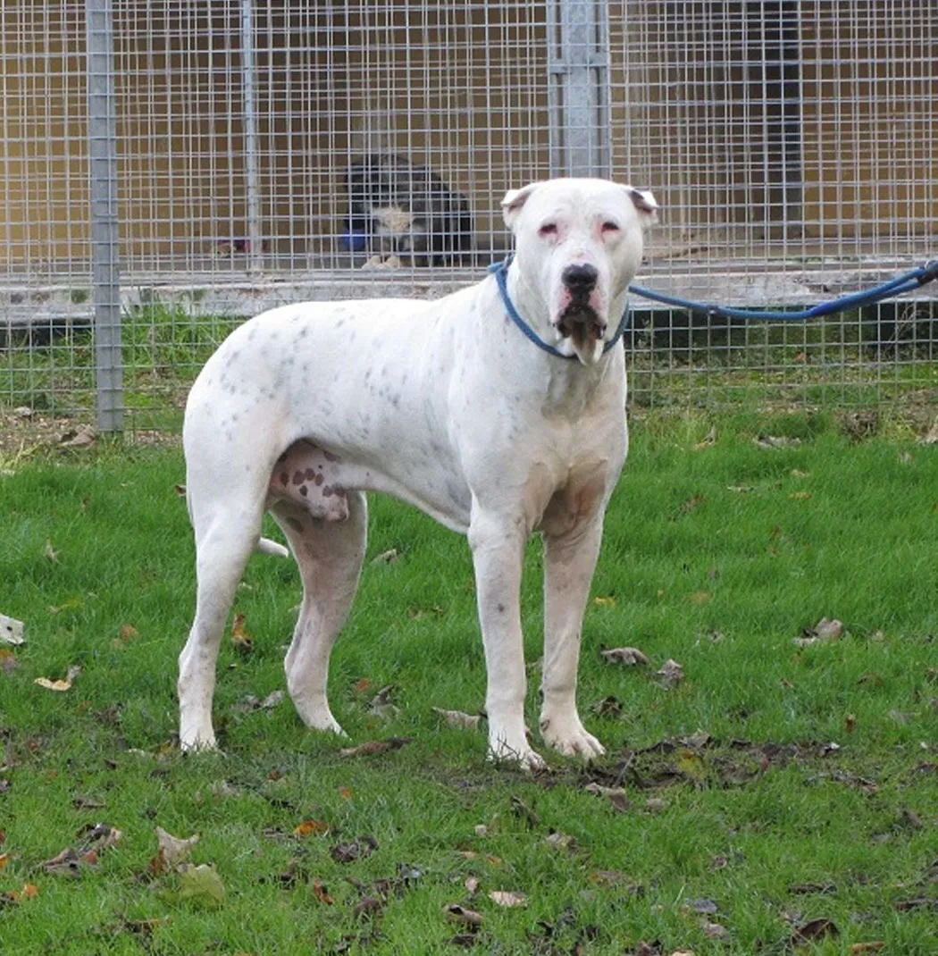 White Bully Kutta dog stands on grass with wire fence in background