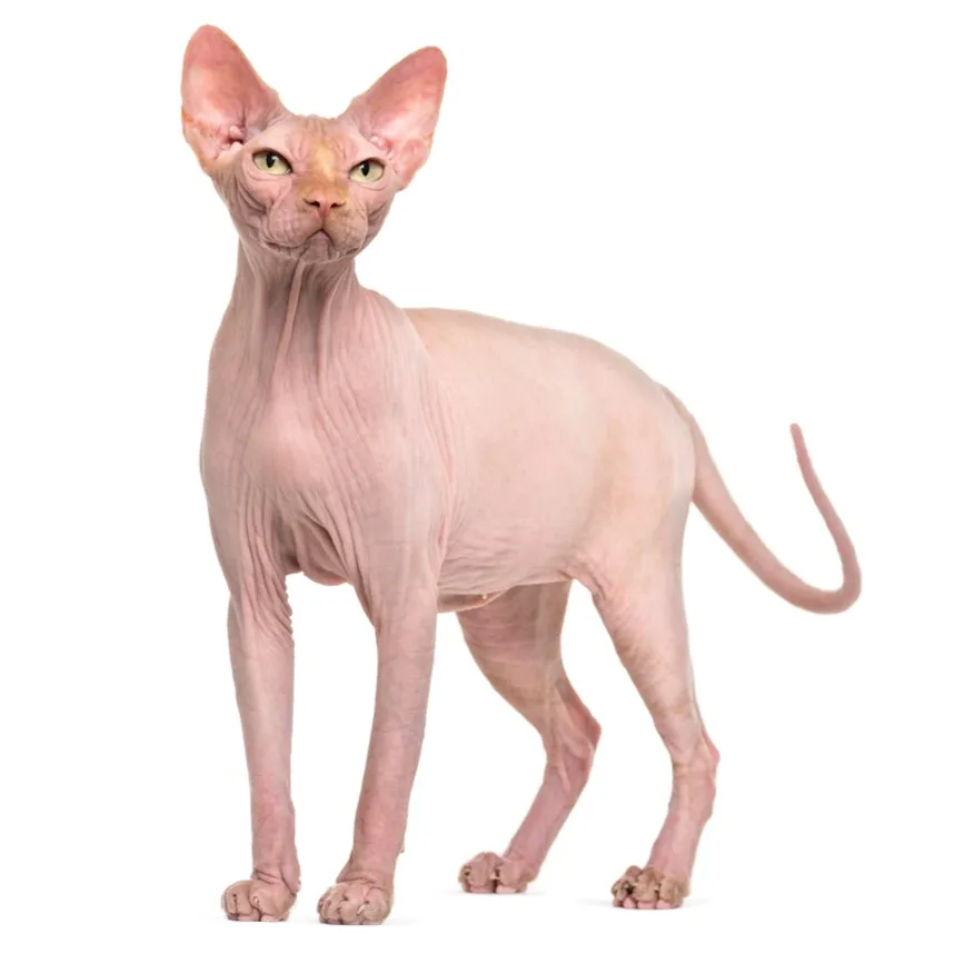 Hairless pink Sphynx cat with large ears and pale green eyes