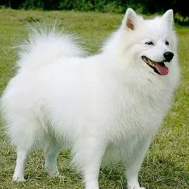 American Eskimo Dog standing on grassy field with fluffy white coat and tongue sticking out