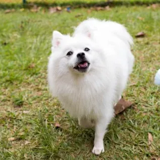 American Eskimo Dog standing on grassy ground with mouth open and fluffy white fur