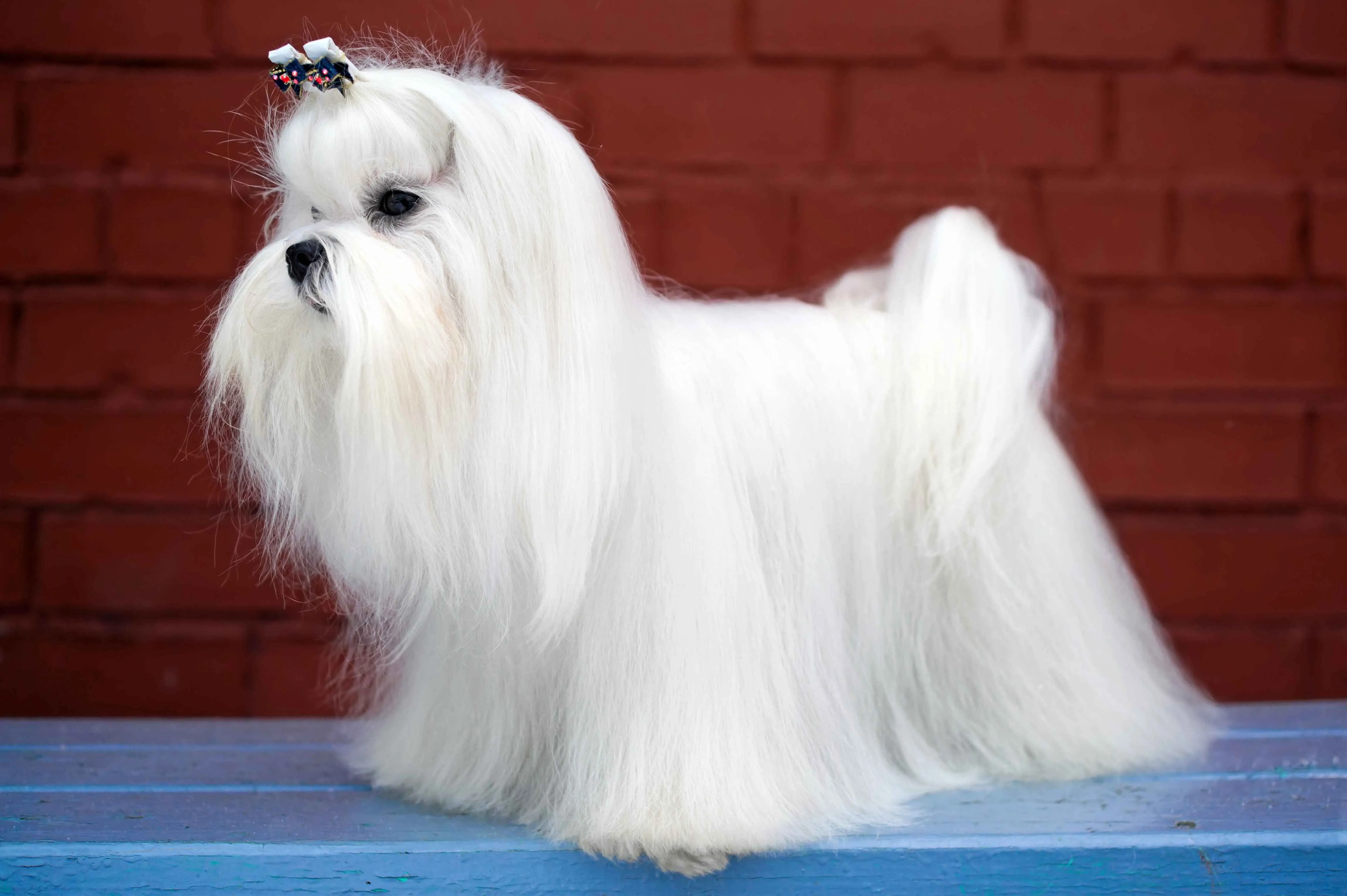 White Maltese dog with bow on head stands on blue surface red brick wall behind