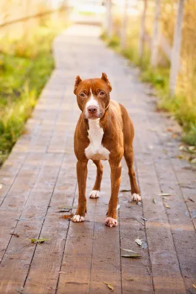 Brown and white American Pit Bull Terrier stands on a path looking forward