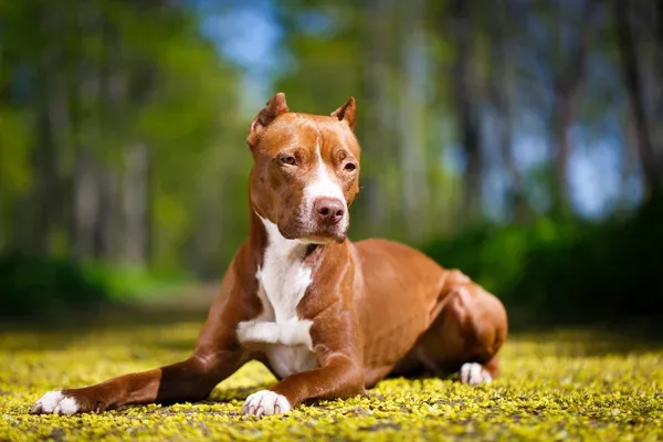 Brown and white American Pit Bull Terrier lies on grass looking left alert expression