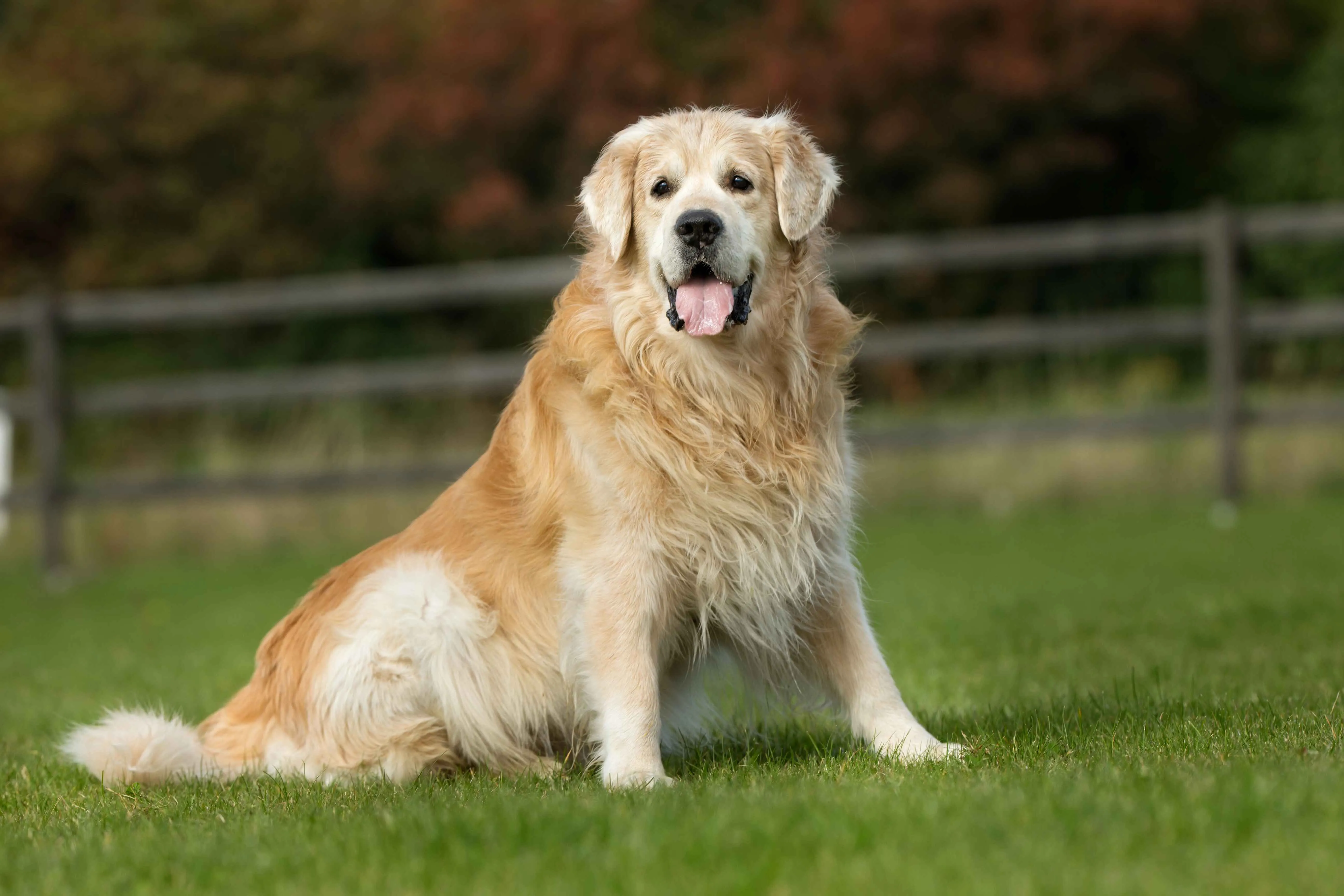Golden Retriever dog sits on green grass looking forward with tongue out and trees behind it
