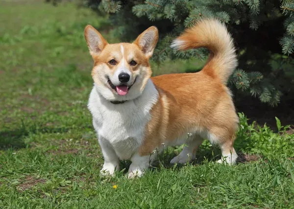 Tan and white Welsh Corgi with erect ears and fluffy tail standing on grass