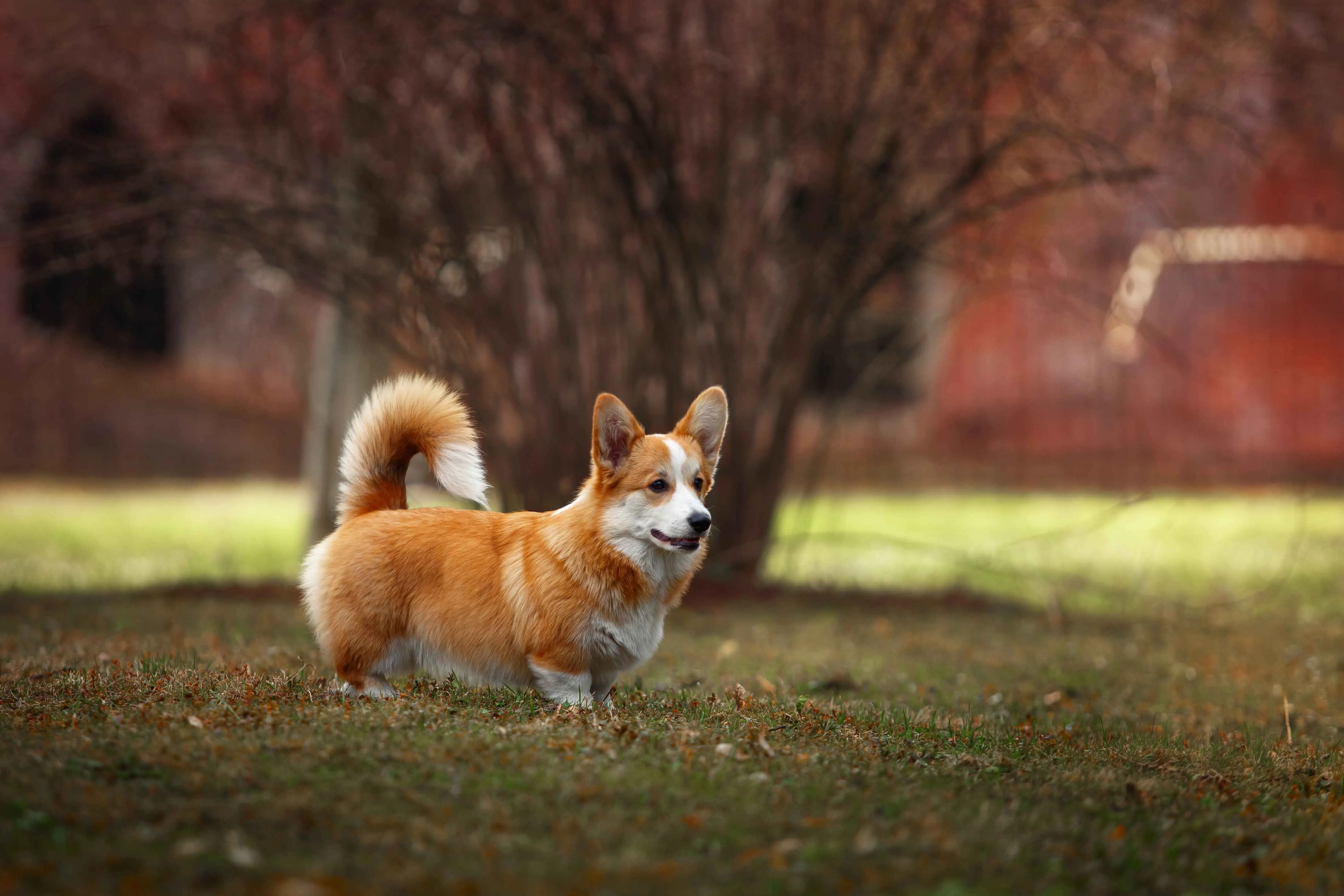 A small tan and white Welsh Corgi with erect ears and a fluffy tail stands on grass