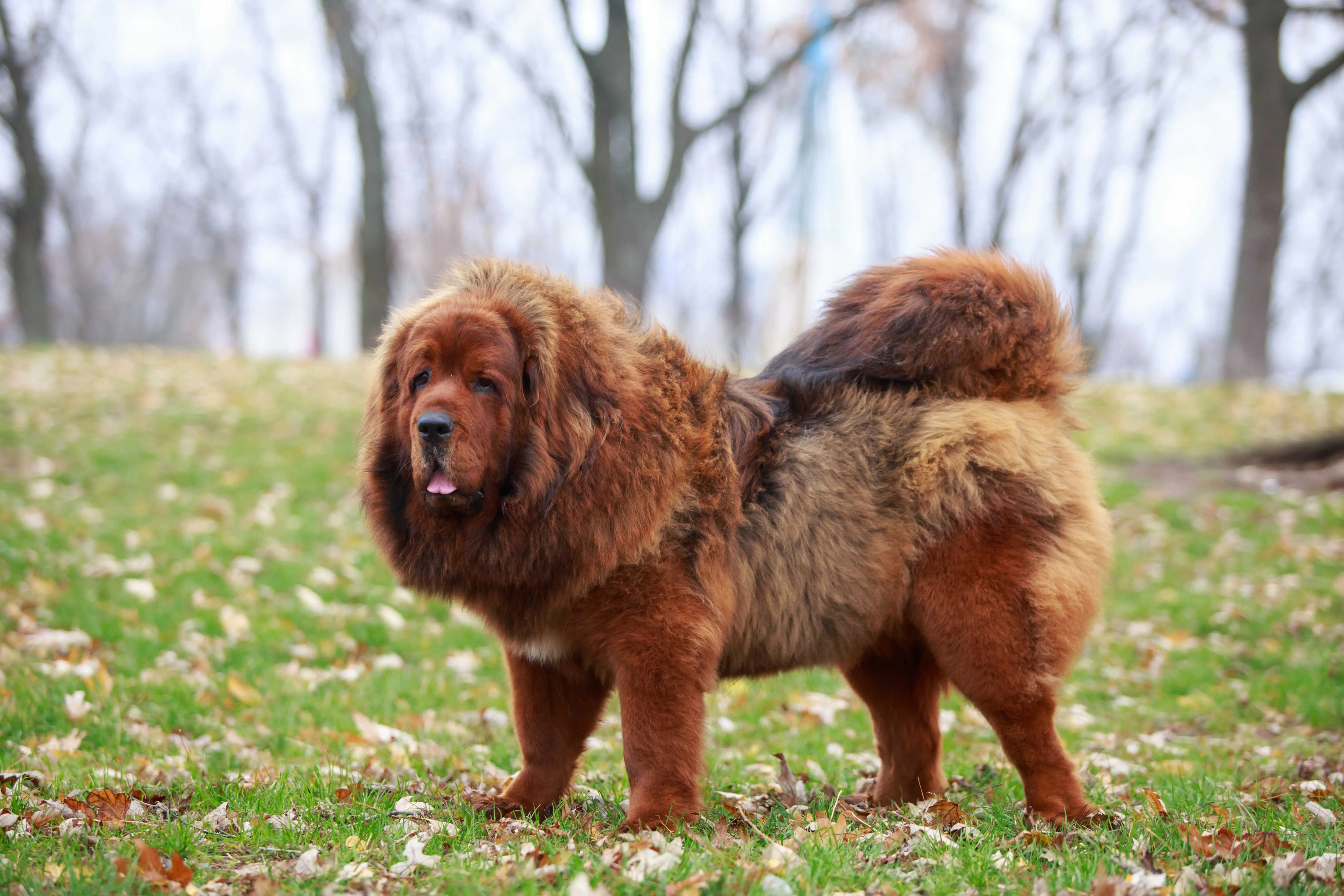 Large fluffy red brown Tibetan Mastiff dog stands on grass with fallen leaves looking left