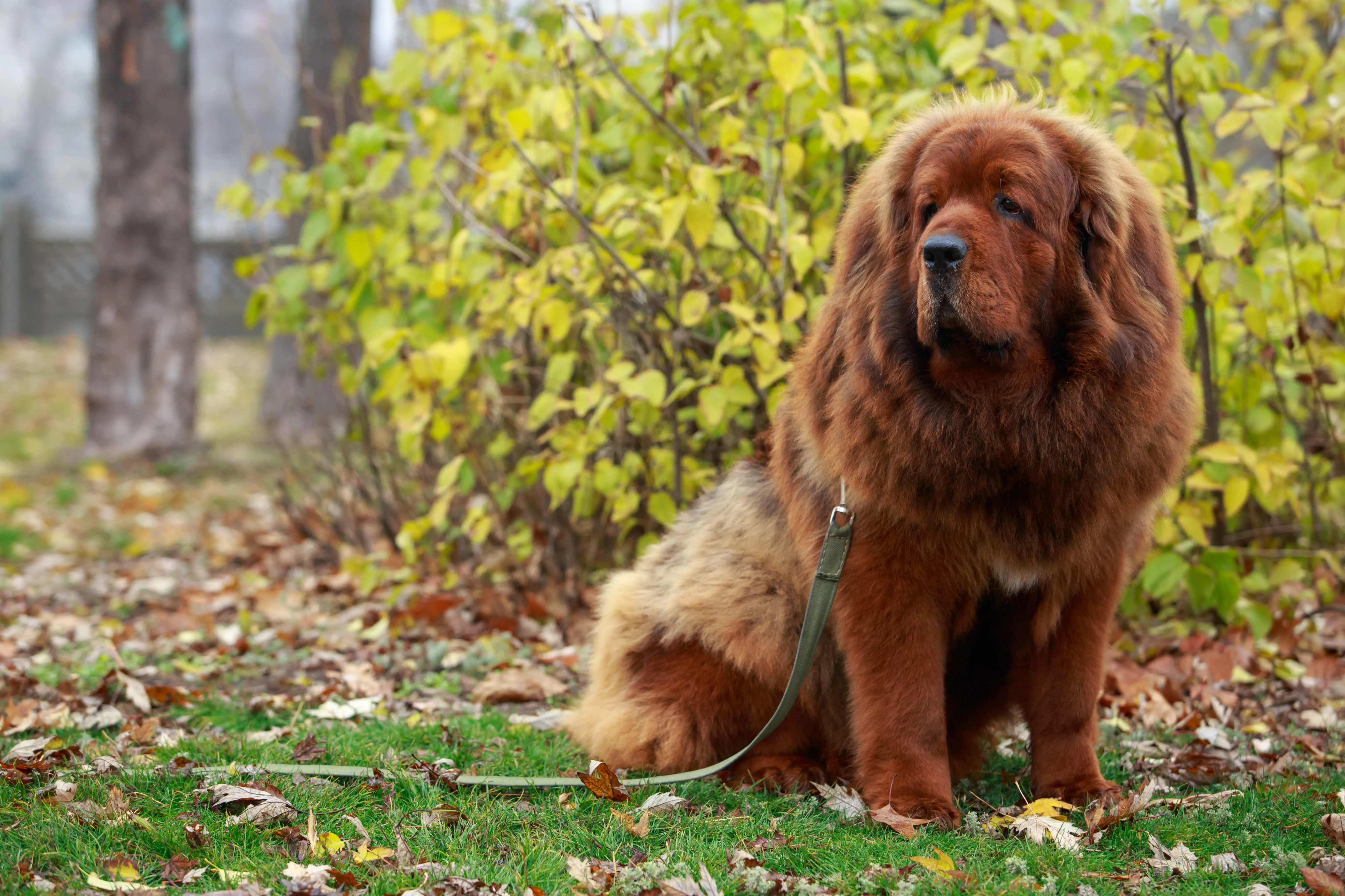 red brown Tibetan Mastiff dog sits on grass and fallen leaves looking left on a leash