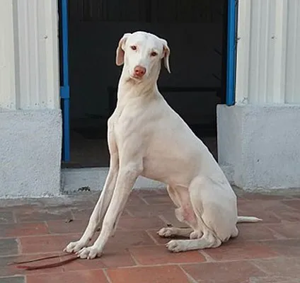 Elegant white Rajapalayam dog sits on red tiles looking forward near a blue door
