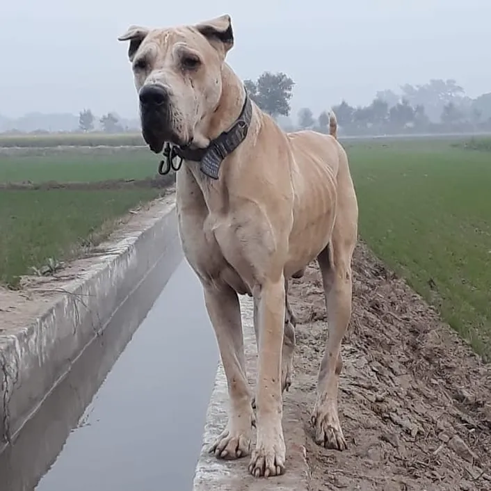 Light colored Bully Kutta dog stands by a narrow concrete ditch in a field