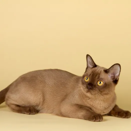 Brown Burmese cat with bright yellow eyes lying down and looking to the left on a light