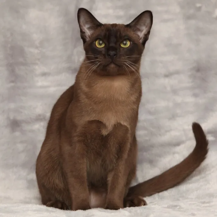 Full body shot of a sleek dark brown Burmese cat with bright yellow eyes sitting upright and alert