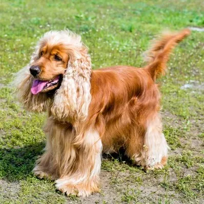 Golden Cocker Spaniel with long wavy ears stands panting on green grass