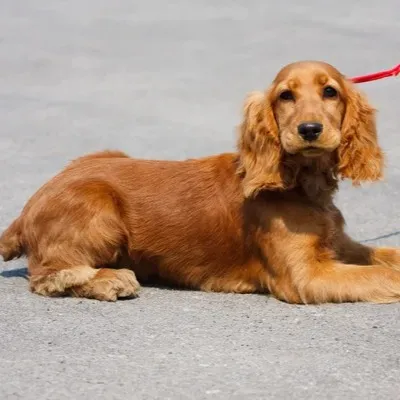 Golden Cocker Spaniel with long ears lies on gray pavement with a red leash