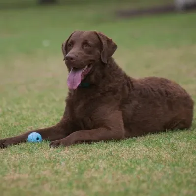 Brown Chesapeake Bay Retriever lies panting on grass with a blue ball