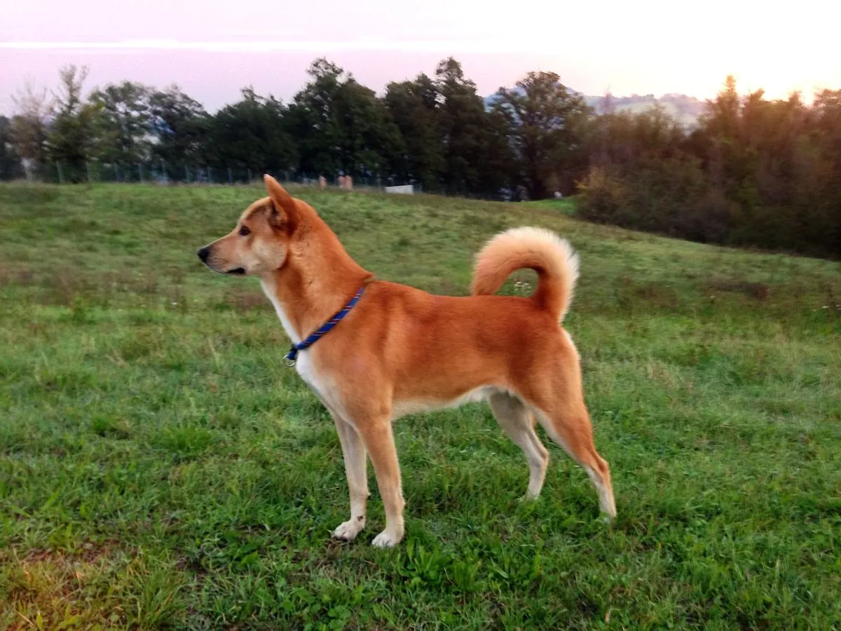 Canaan Dog  dog with curled tail stands on green grass looking left