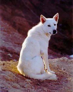 White Canaan Dog sits on rocky ground looking back alert expression
