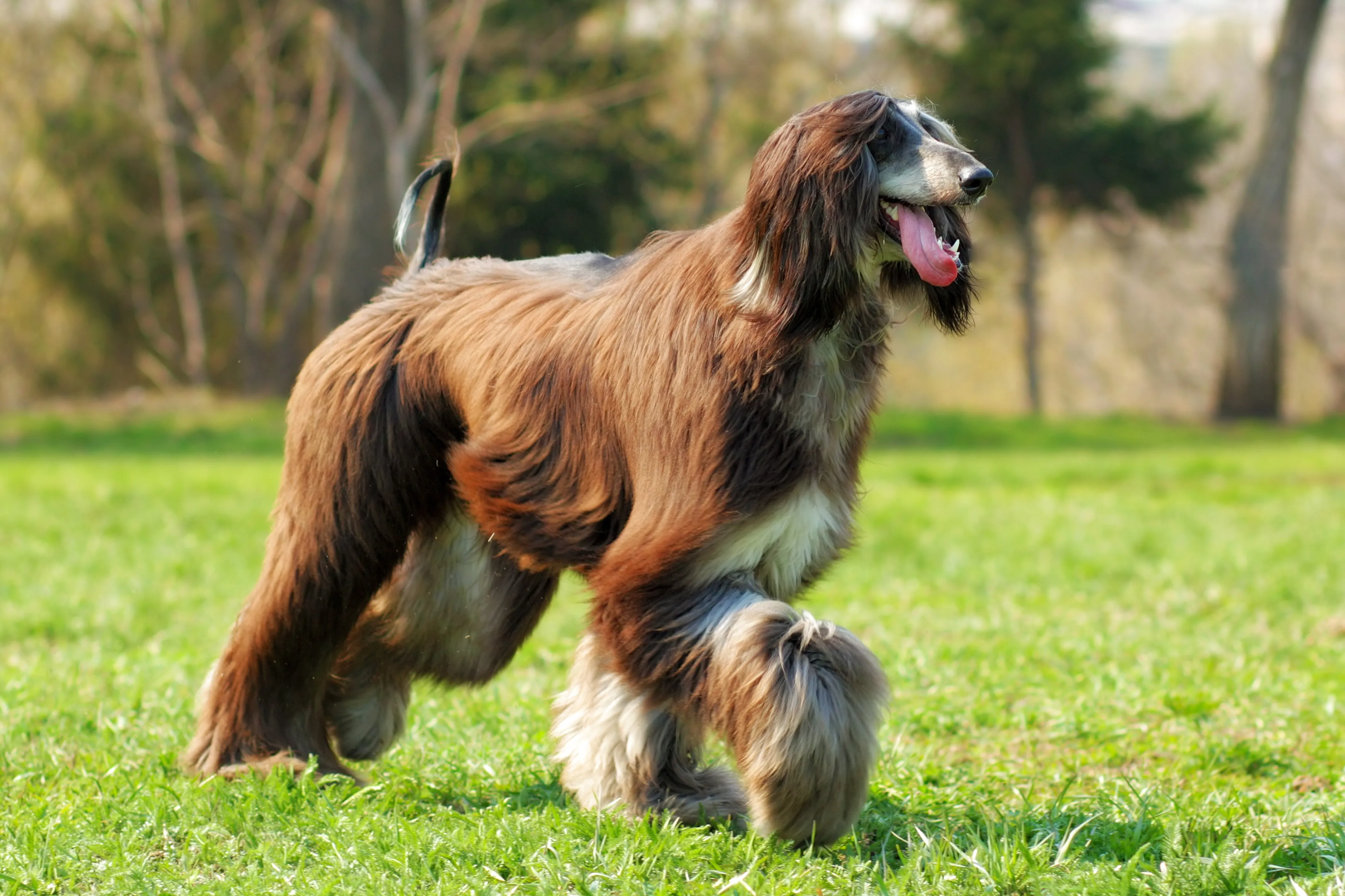 Brown Afghan Hound walks on green grass tail up blurred background