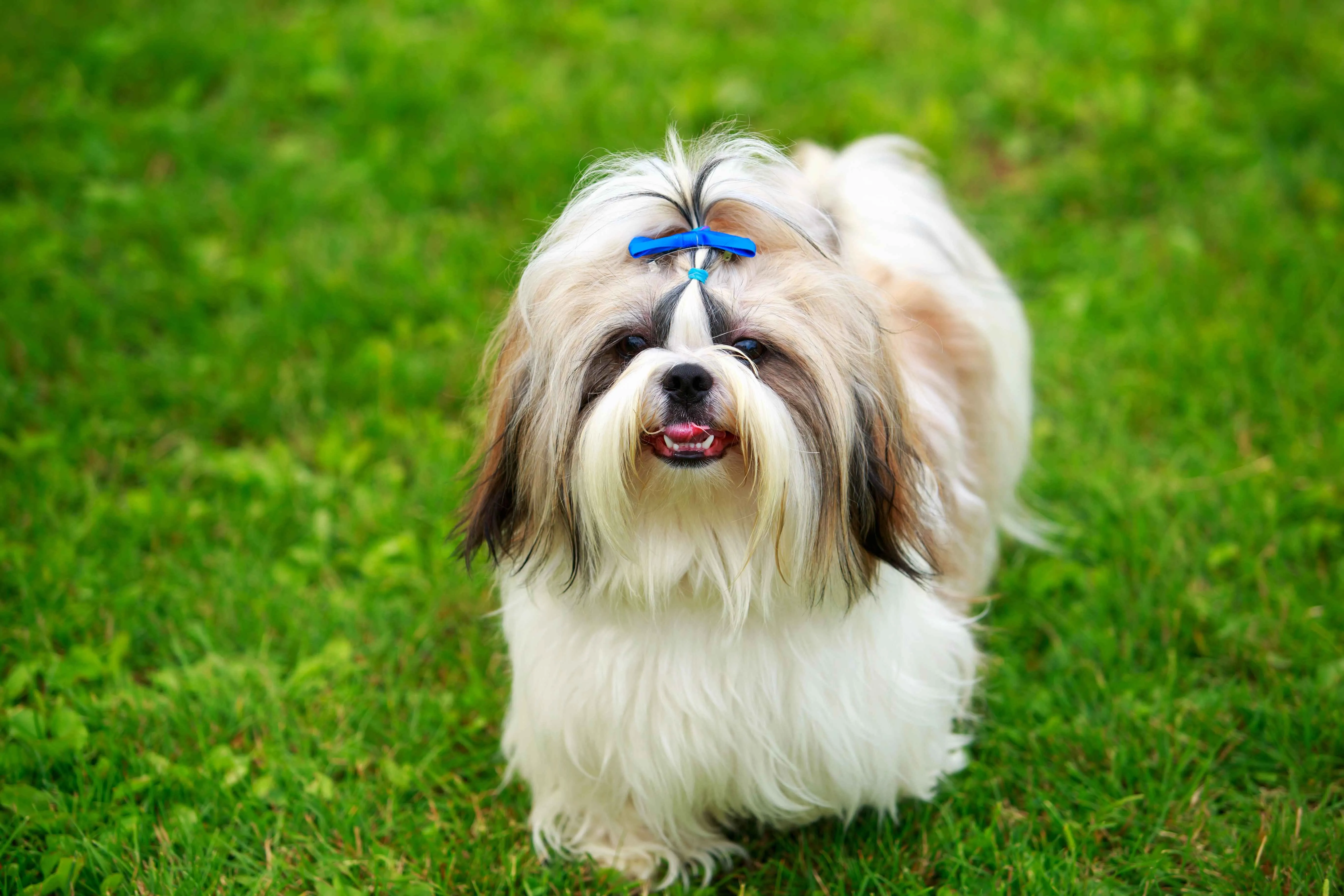Small Shih Tzu dog with fluffy white and tan fur sitting on a pillow