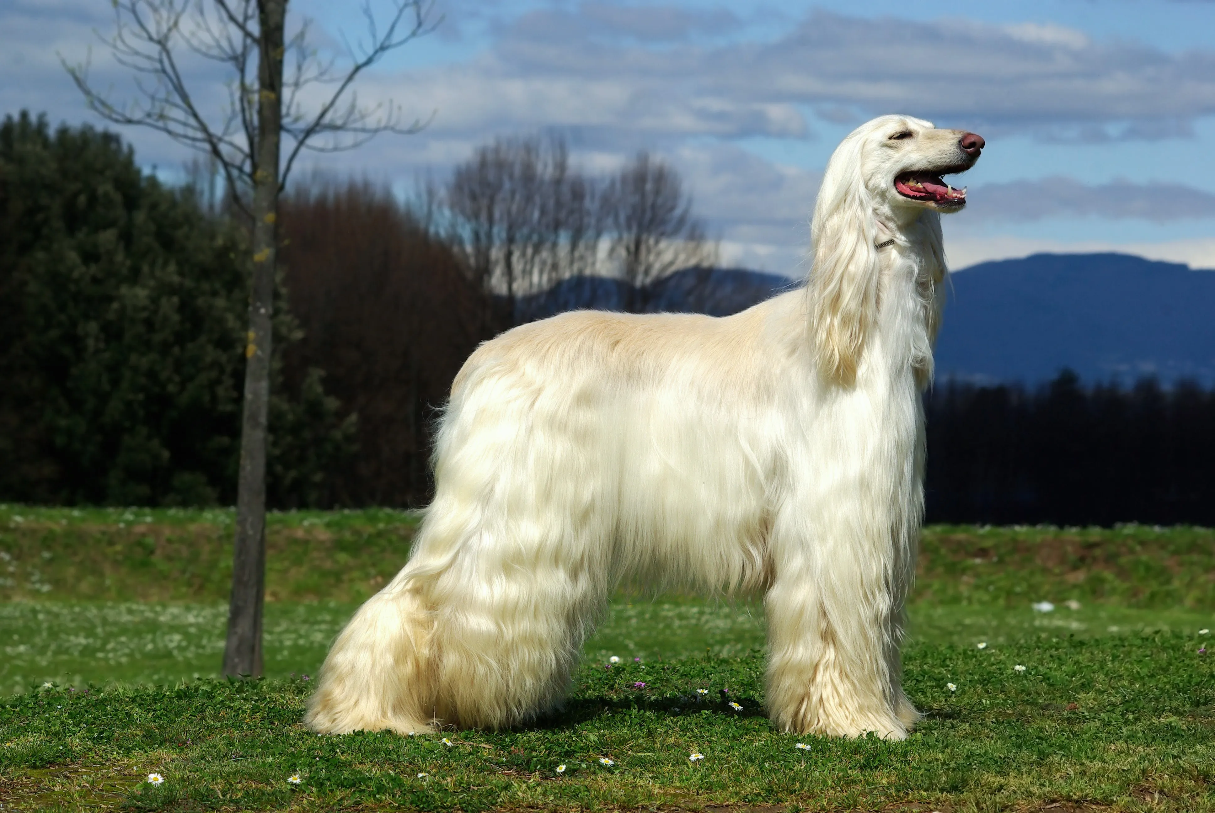 Light cream Afghan Hound stands outdoors on green grass