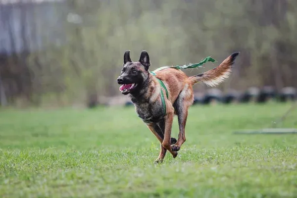 Brown and black Belgian Malinois dog runs fast on green grass with a leash and its mouth open