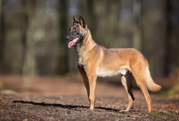 Tan Belgian Malinois dog stands on a dirt path tongue out and trees background