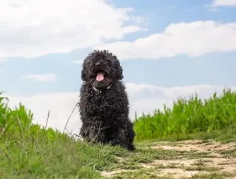 Black curly haired Puli dog with tongue out sits on a dirt path