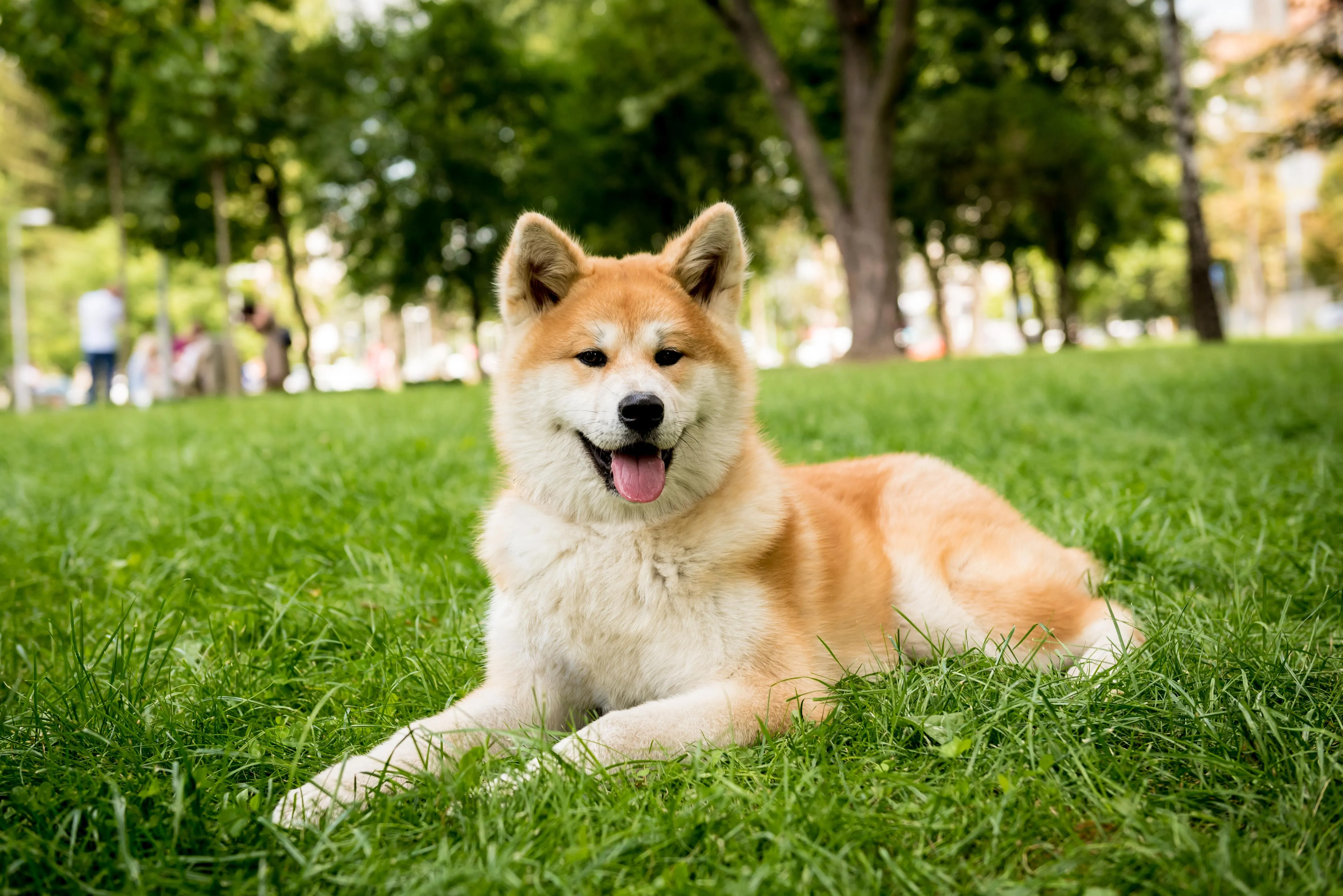 Akita dog lies on green grass tongue out trees in background light dog
