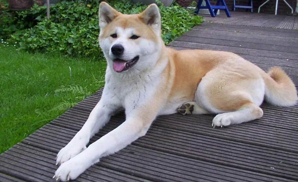 Akita dog lies on wooden planks tongue out light brown and white blurred green foliage