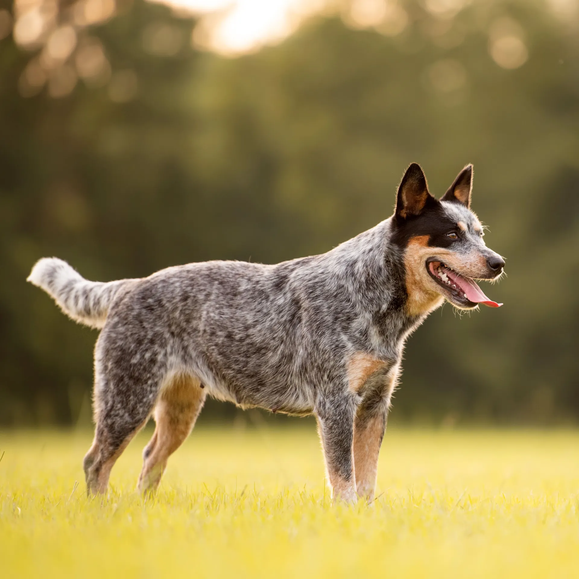 ray speckled Australian Cattle Dog stands in yellow grass with its tongue slightly out
