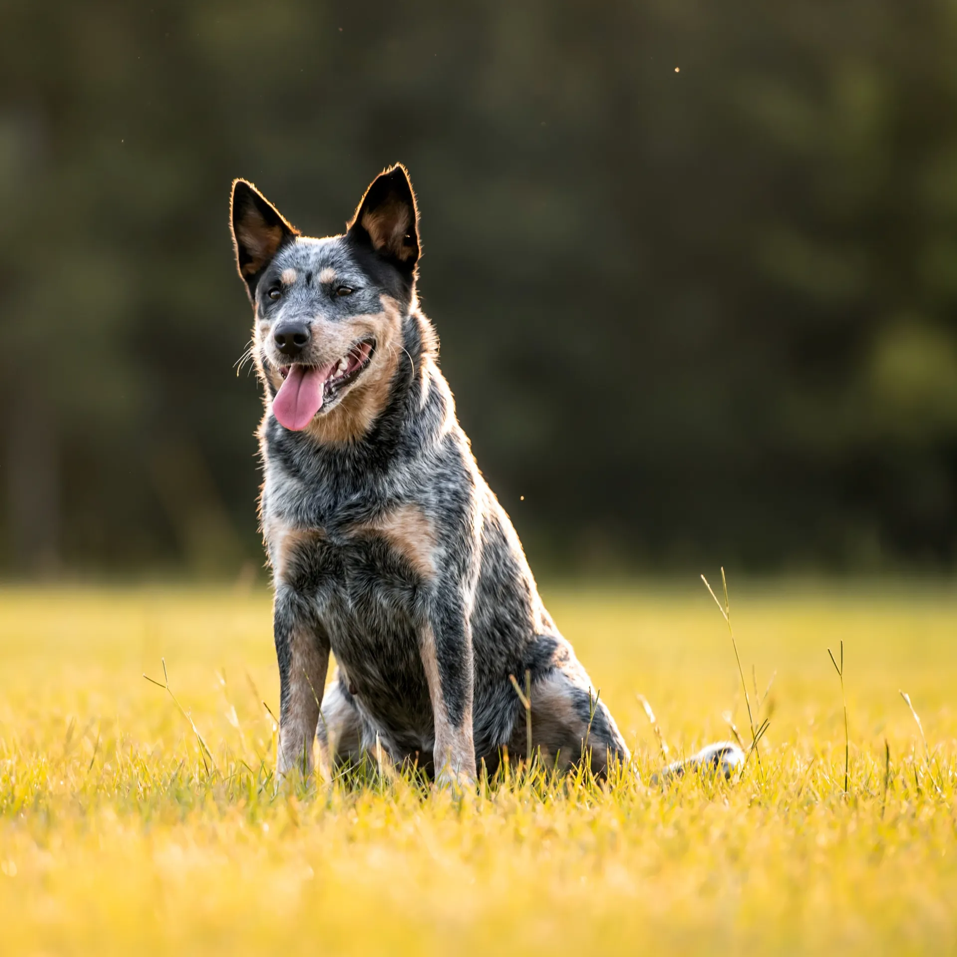 Gray speckled Australian Cattle Dog sits in yellow grass in a sunny field