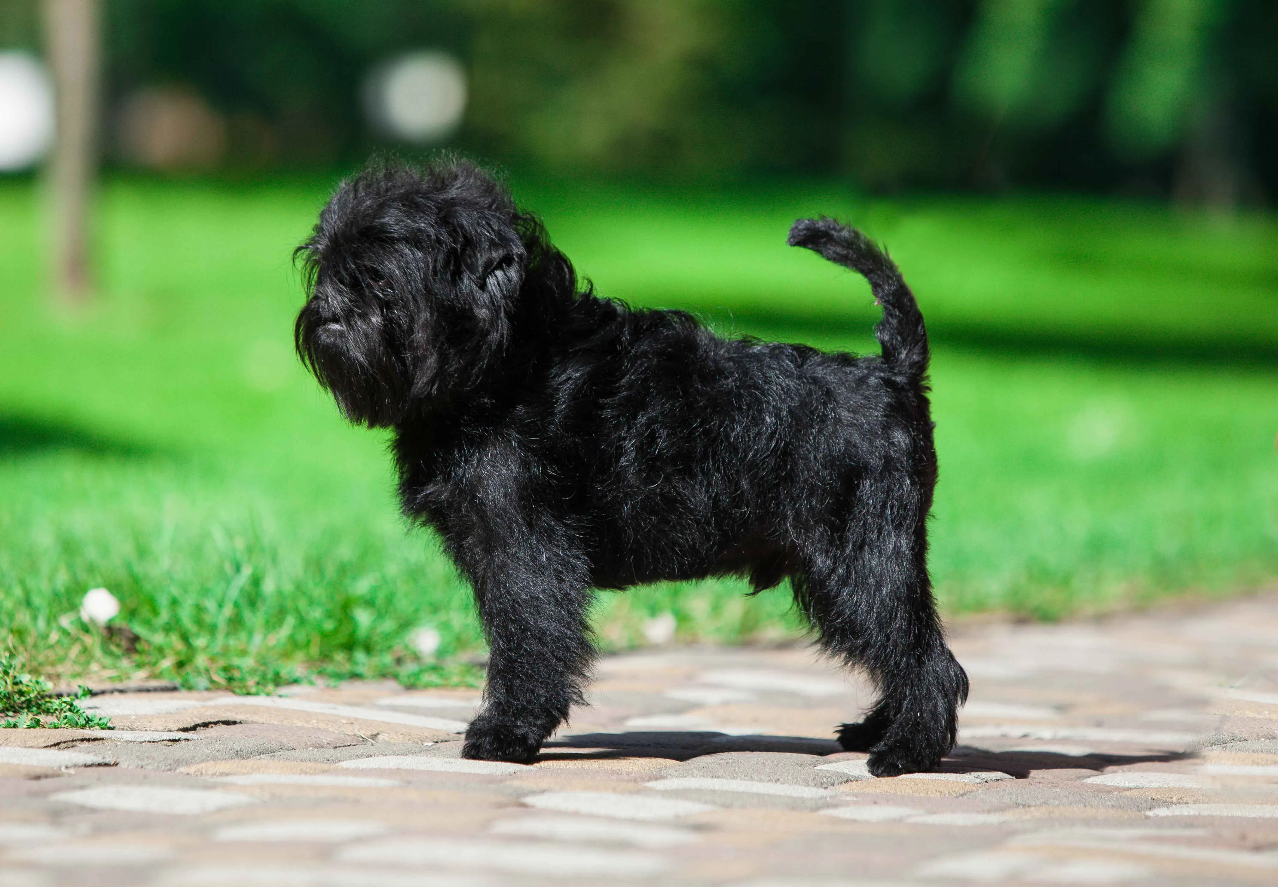 Black Affenpinscher dog stands on stone path green blurred background tail curled