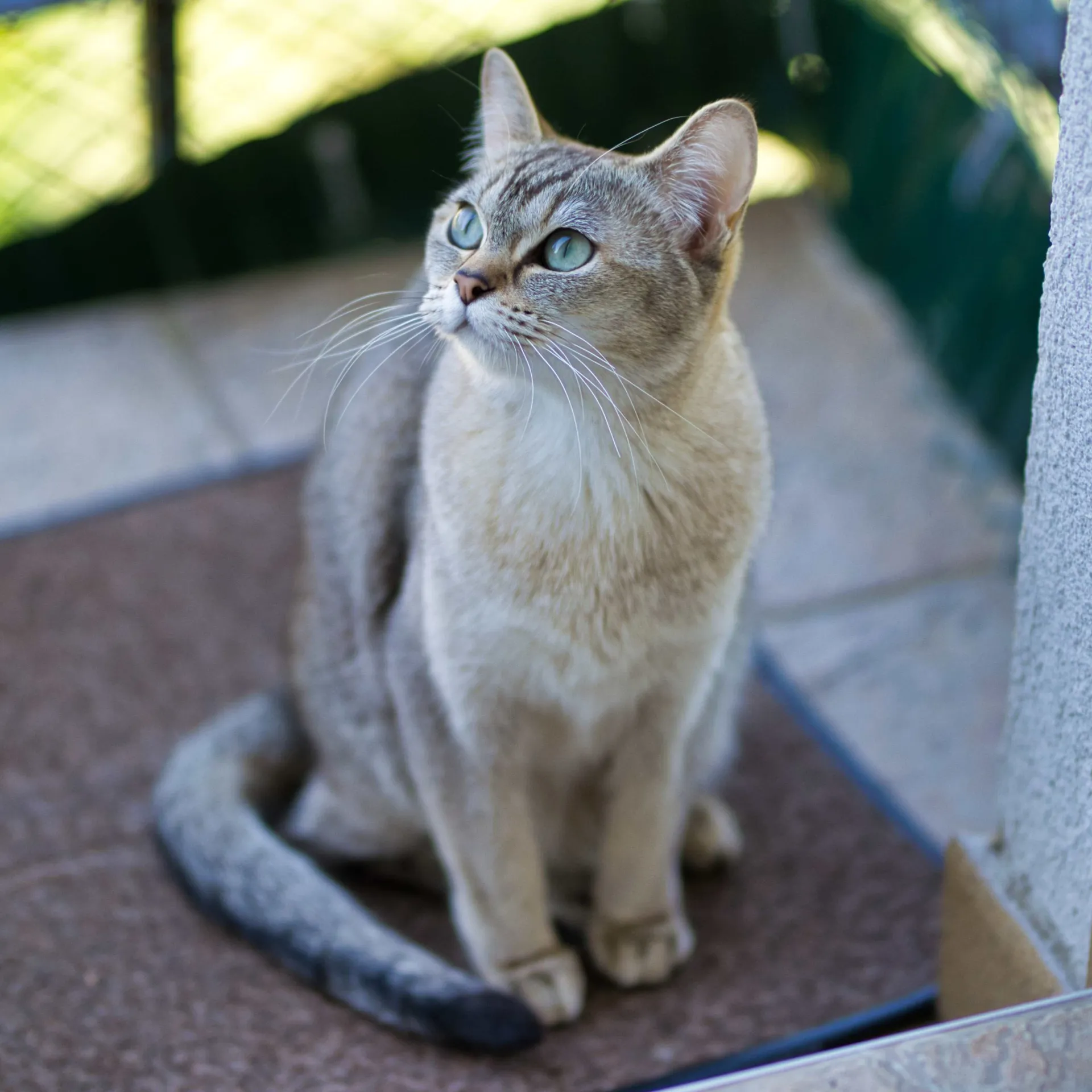 Silver tabby Burmilla cat with striking blue green eyes sits and looks to the left