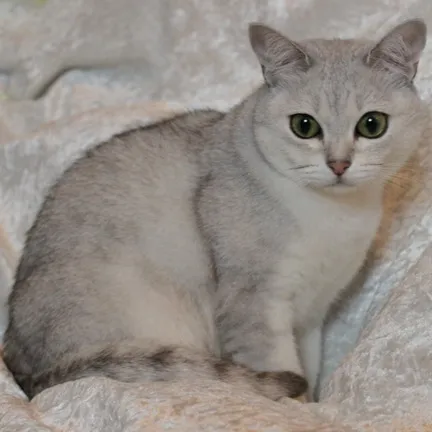 A fluffy silver grey cat with round expressive green eyes sits calmly on a textured white surface