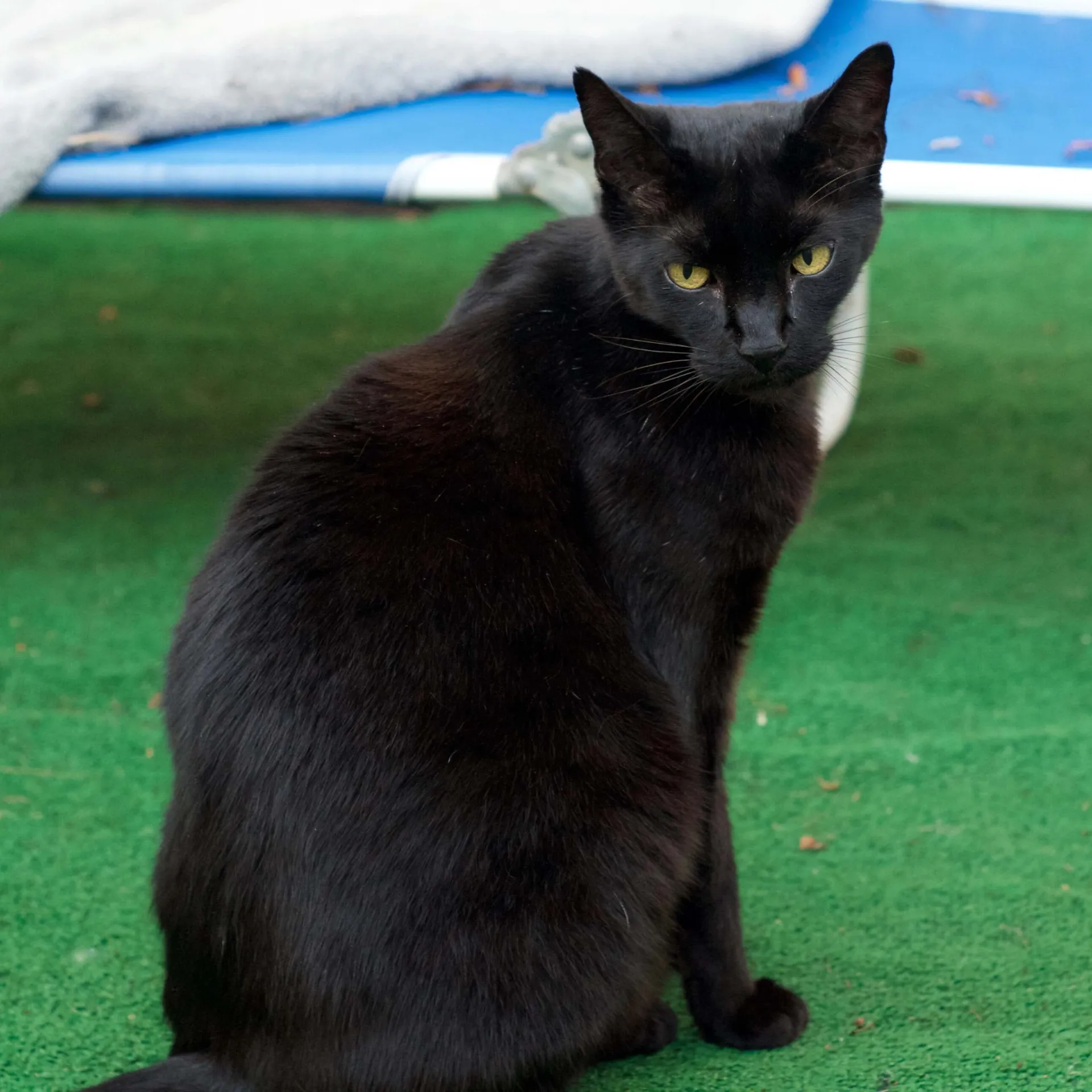 Sleek black cat with striking yellow green eyes sits and looks back over its shoulder