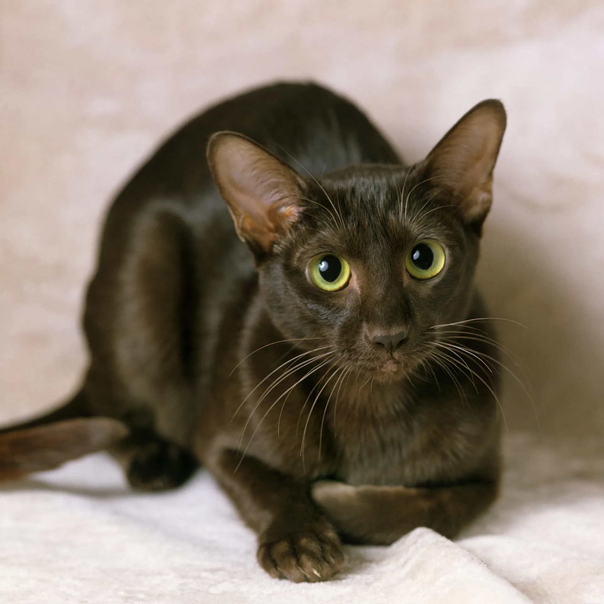 Chocolate brown Havana Brown cat with bright green eyes crouches on a light surface