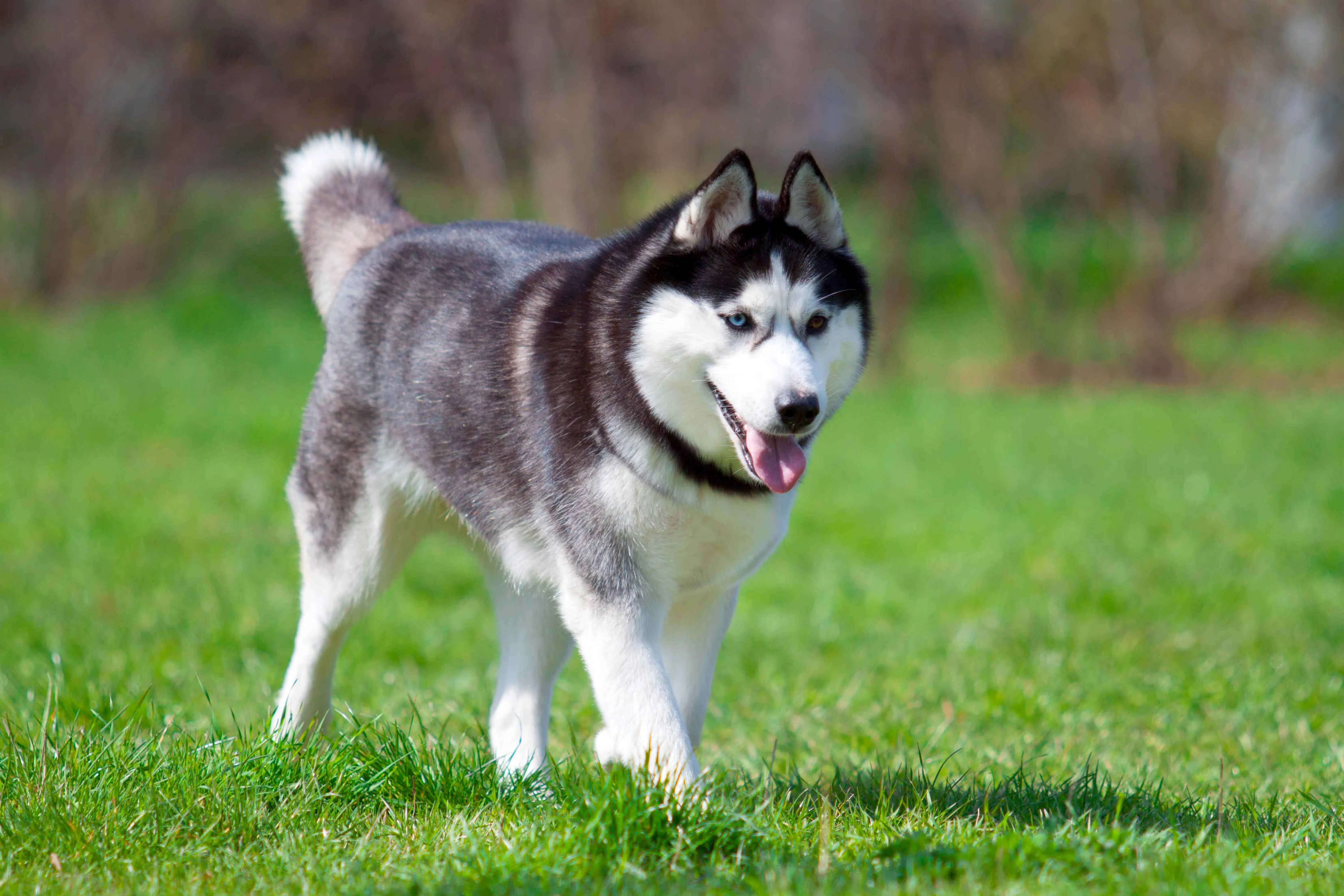 Gray white Siberian Husky dog walks on green grass looking right with blue eyes and tongue out