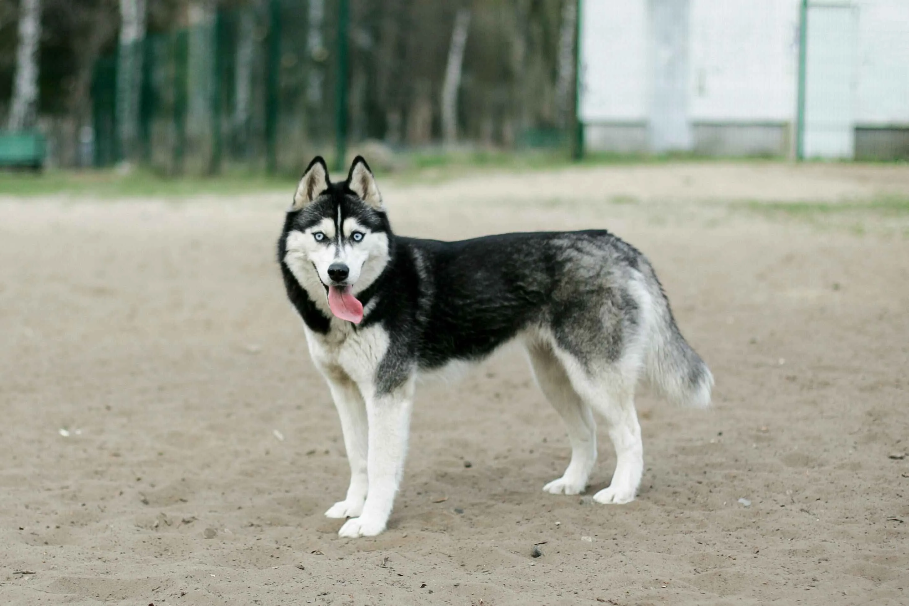 Black white Siberian Husky dog stands on a dirt ground looking back with blue eyes and tongue out