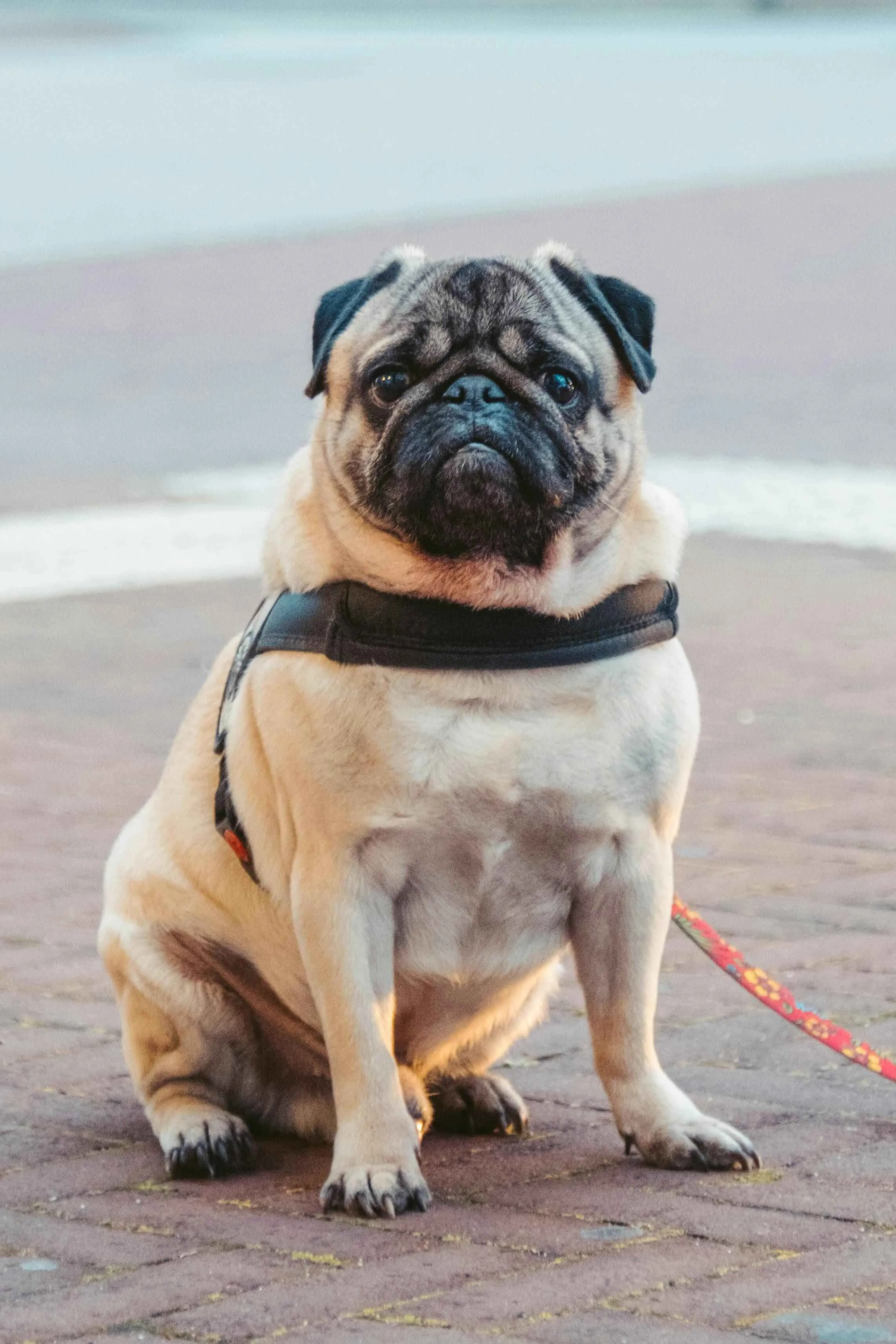 Pug dog sits on a brick surface looking forward with a harness and leash visible