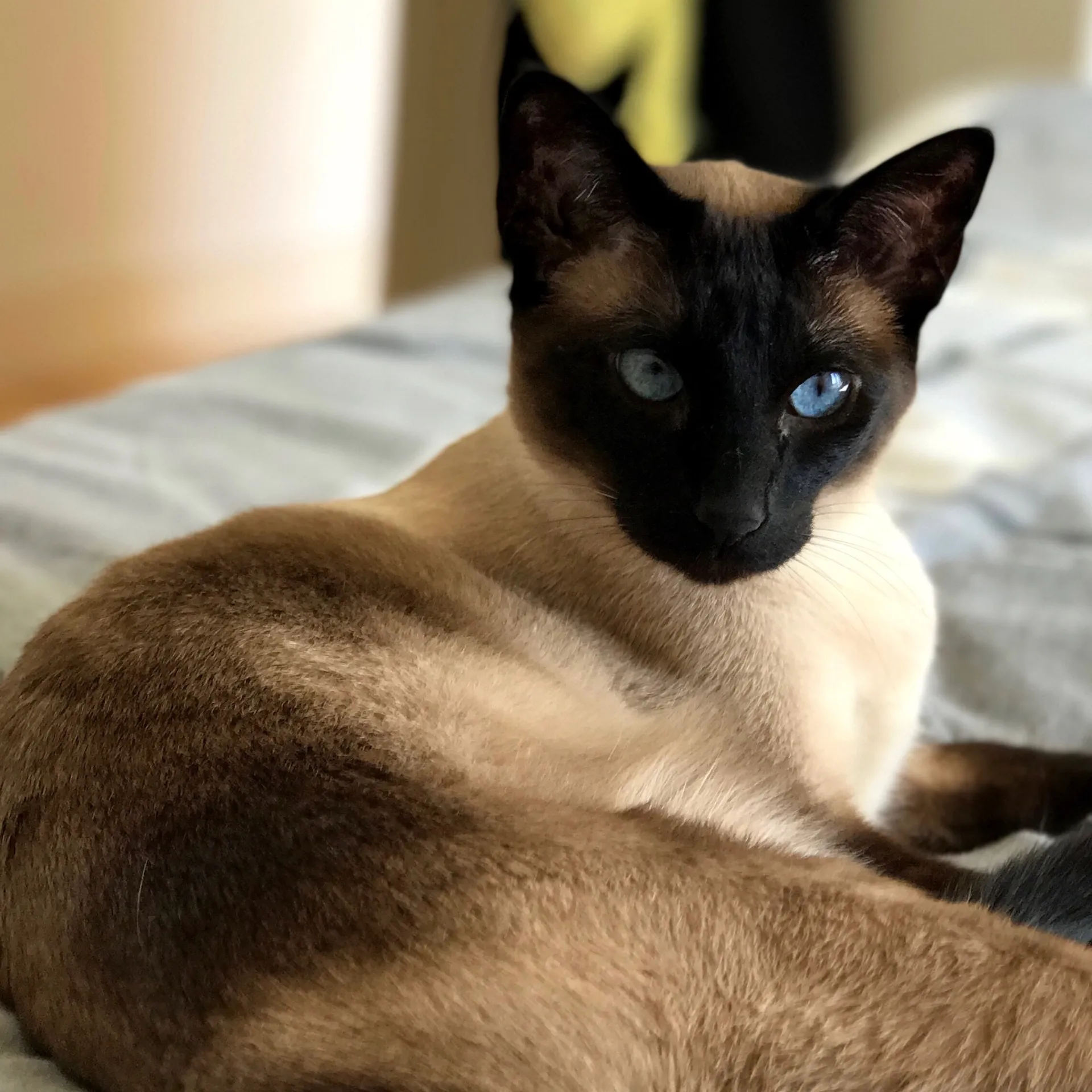 Seal point Siamese cat with striking blue eyes looks at the camera lounging on a patterned surface