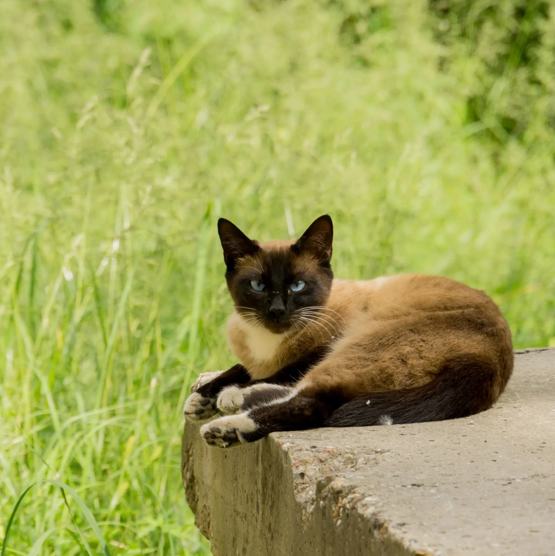 Blue eyed Siamese cat with dark face ears paws rests on concrete blurred green grass behind