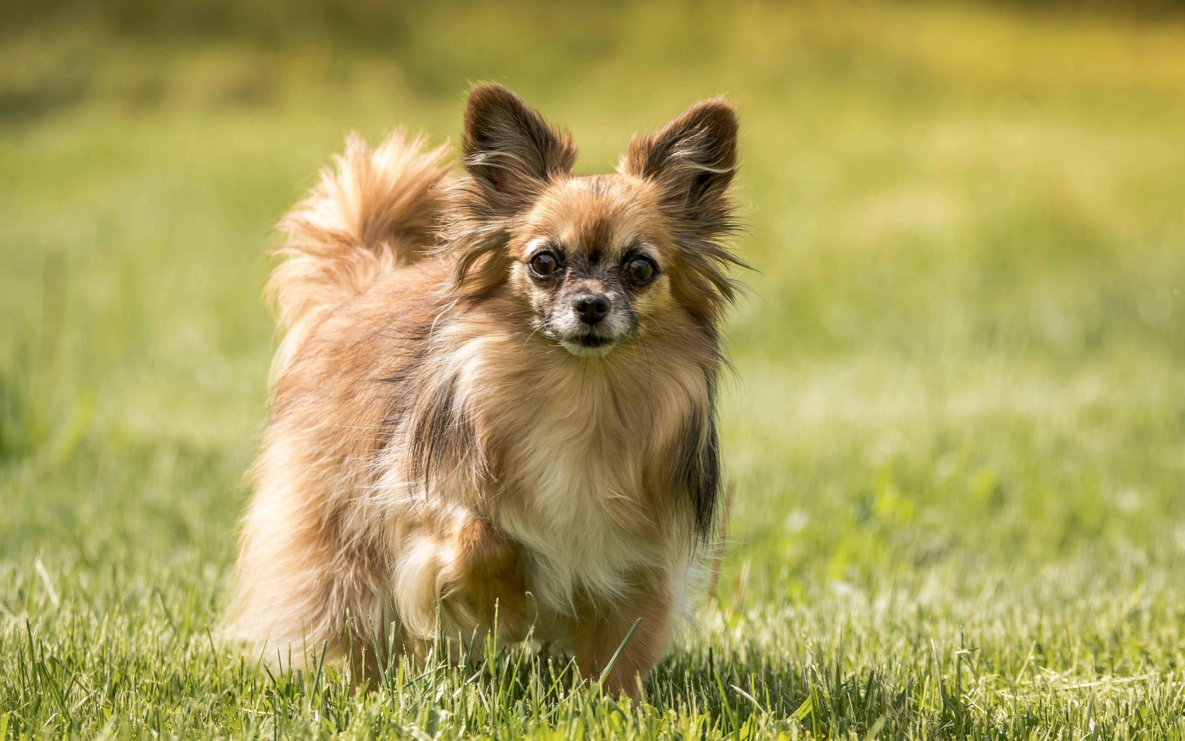 brown long haired Chihuahua dog stands on green grass looking forward with sunlight behind it