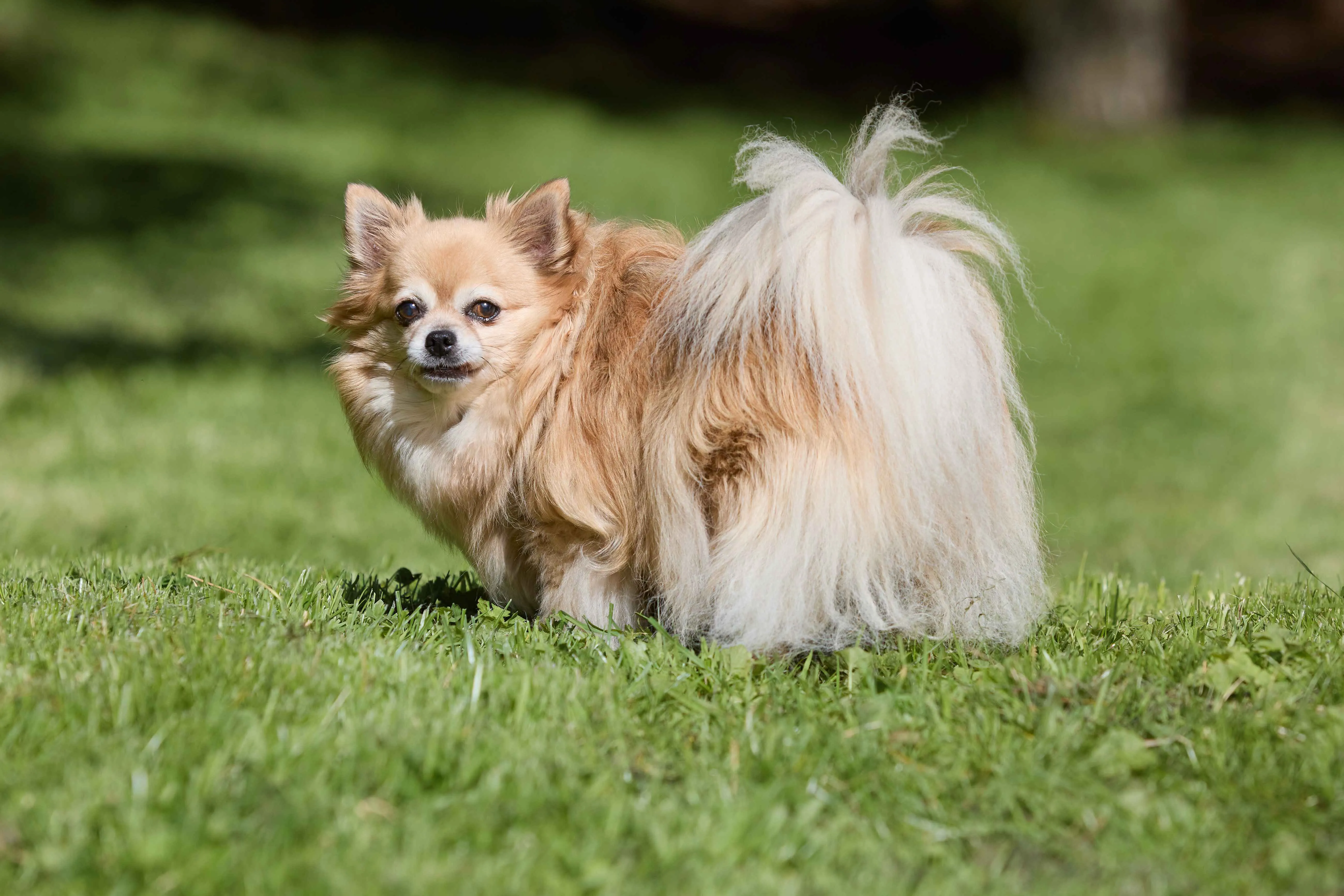white long haired Chihuahua dog stands on green grass looking left with a fluffy tail