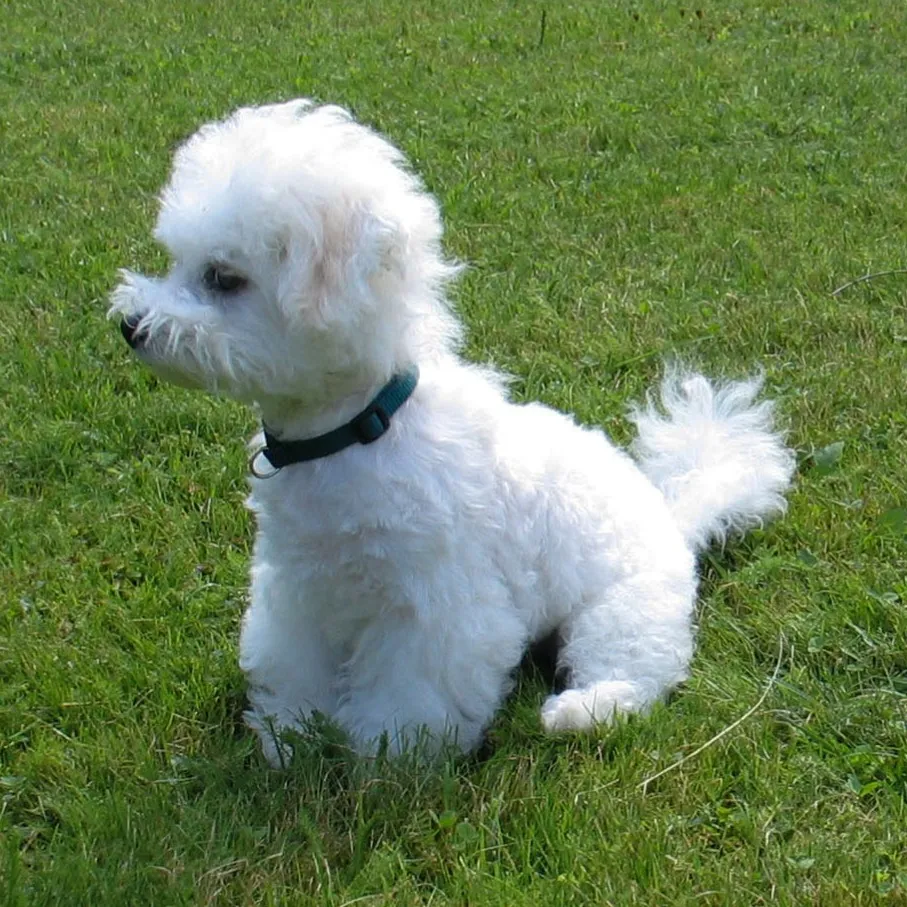 White Bichon Frise dog sits on green grass looking left with a dark collar visible