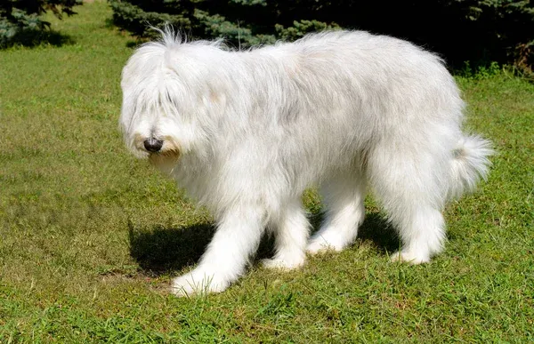 A large white fluffy dog possibly a South Russian Ovcharka walks on green grass