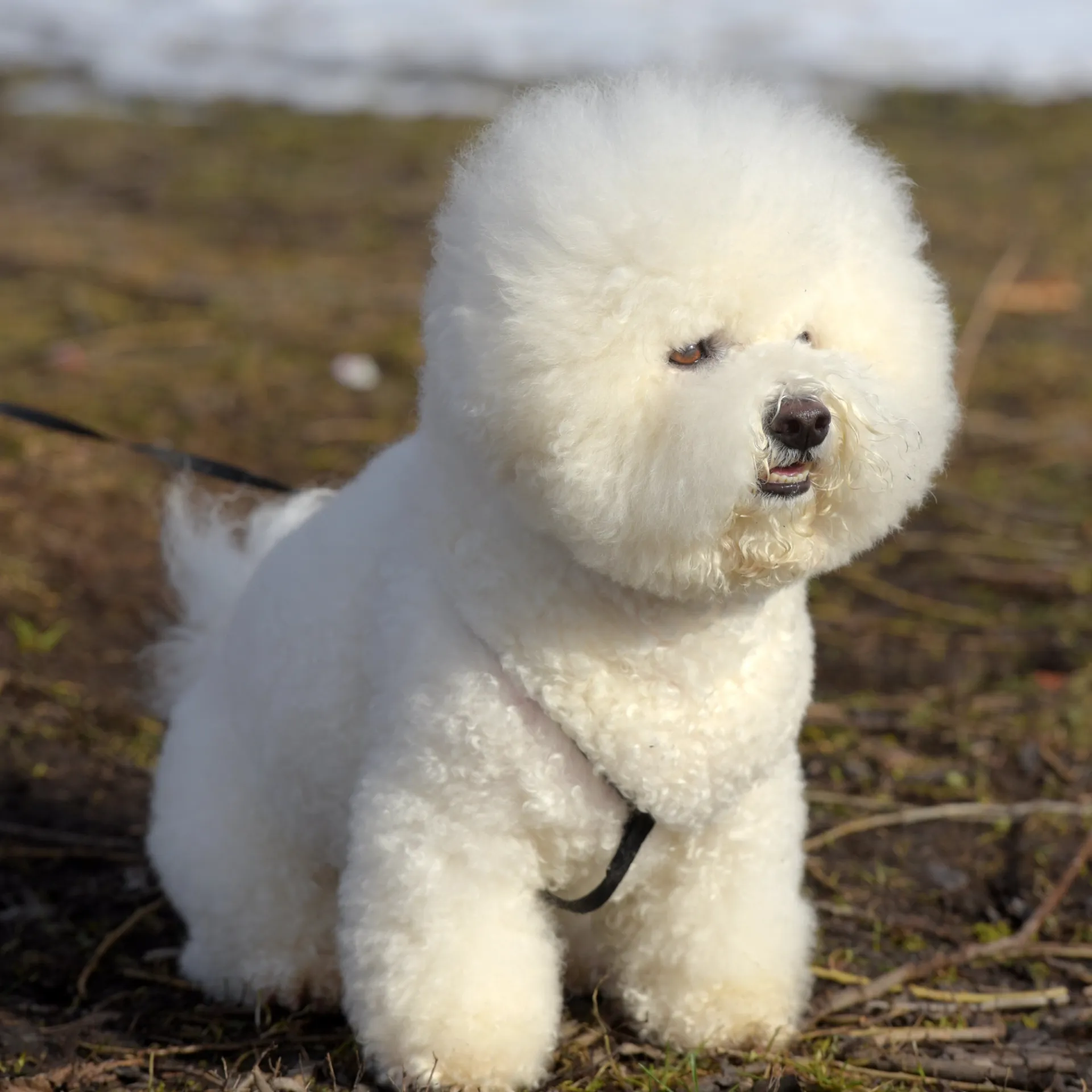 White Bichon Frise dog sits on dry grass looking forward