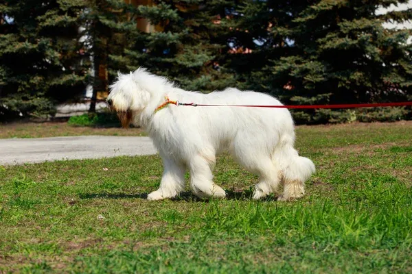 A fluffy white dog possibly a South Russian Ovcharka or similar breed walks on grass with a leash